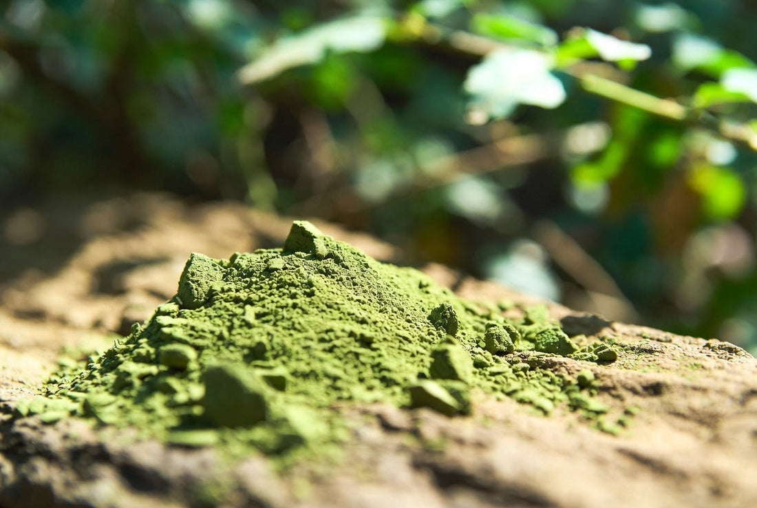 Moringa Dosierung