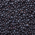 Arándanos silvestres – fruta entera liofilizada